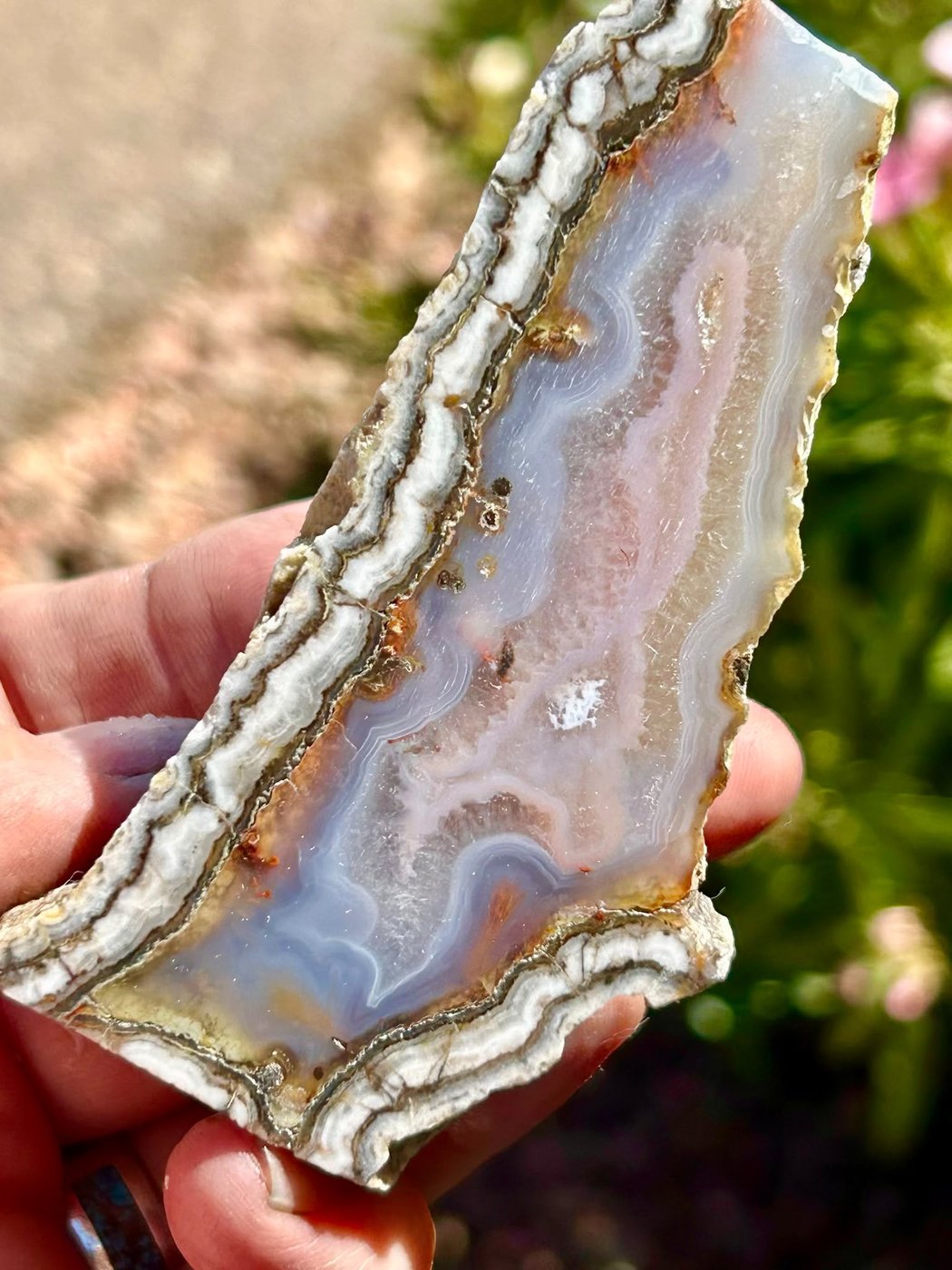 A hand holding a thin crazy lace agate slab up to the sun outdoors, daylight coming through pale blue and grey lace banding inside a white and ochre rind.